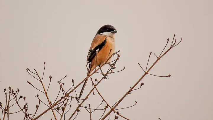 Long Tailed Shrike