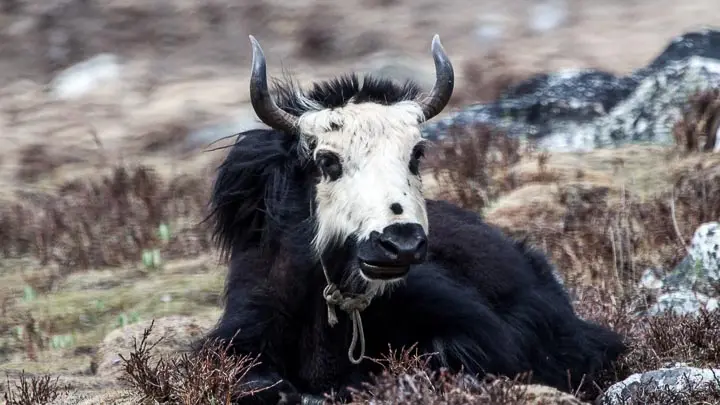 Yak