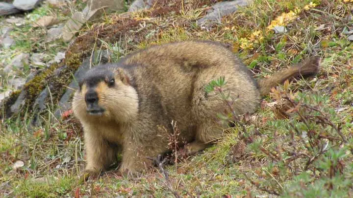 Himalayan Marmot