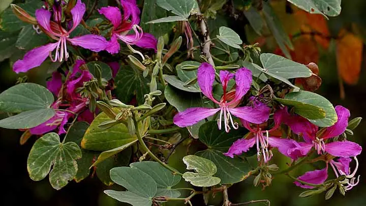 Purple Orchid Tree
