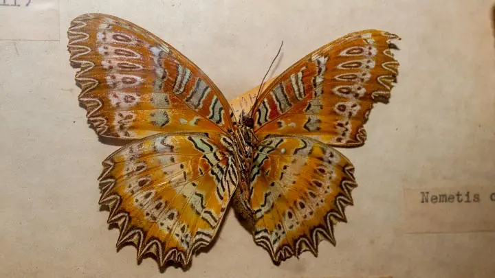 Red Lacewing