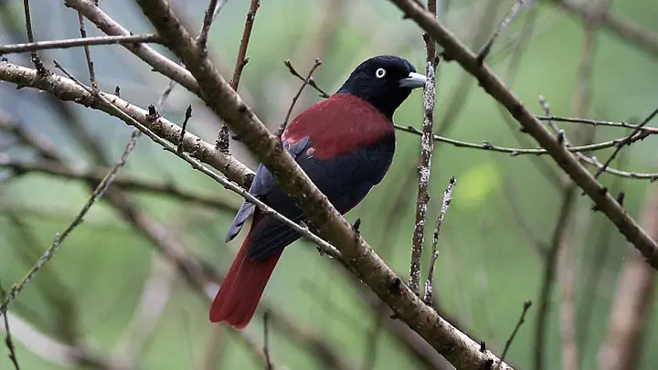 Maroon Oriole