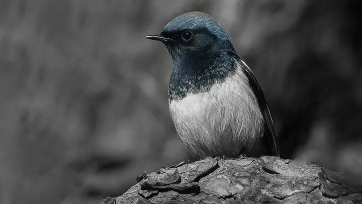 Blue Capped Redstart
