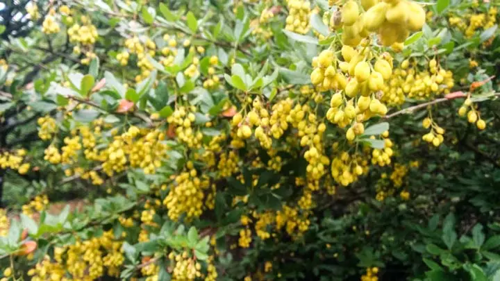 Indian Barberry