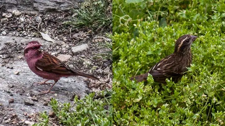 Pink Browed Rosefinch