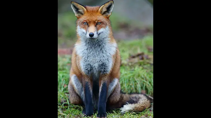 Red Fox