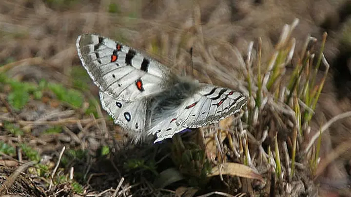 Common Blue Apollo