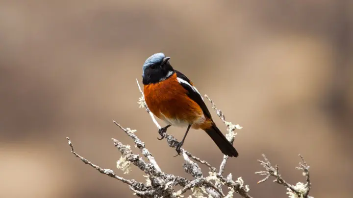 White Throated Redstart