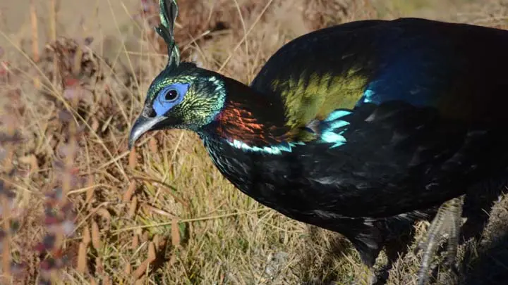 Himalayan Monal