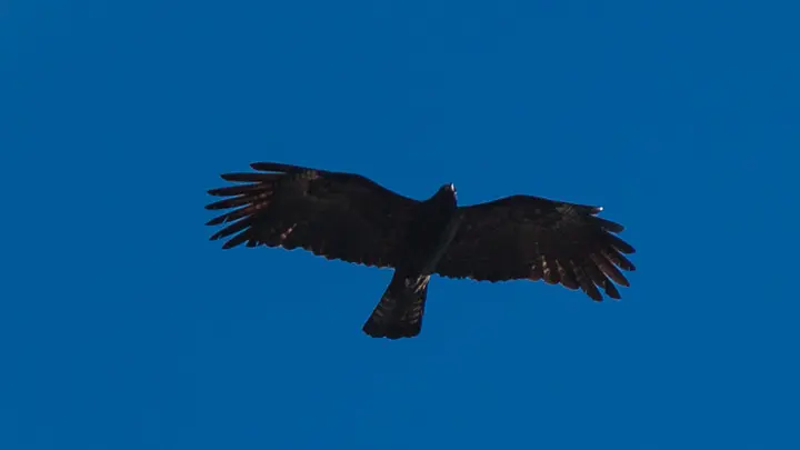 Black Eagle