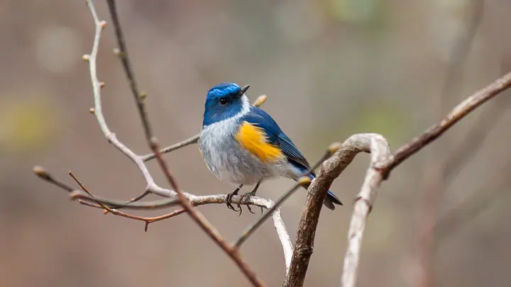 Orange Flanked Bush Robin
