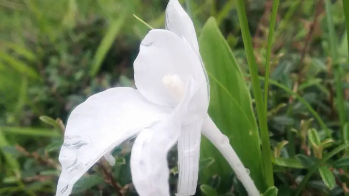 Mountain Roscoea Lily