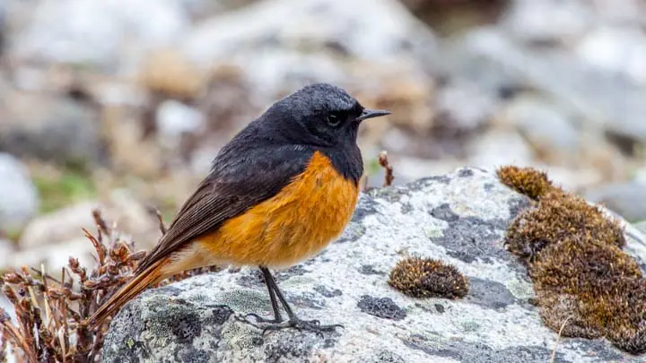 Black Redstart
