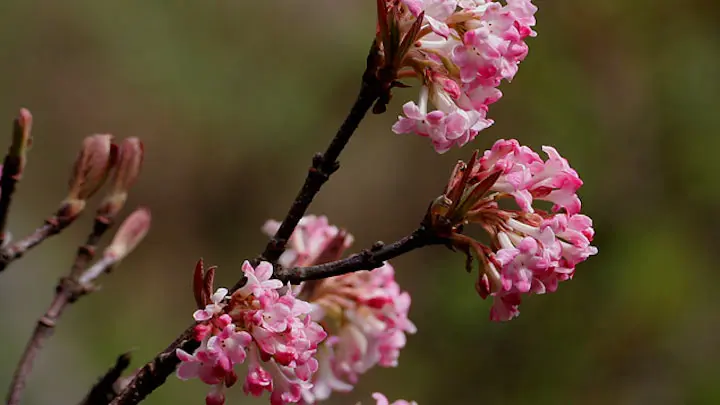 Grand Viburnum