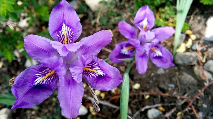 Kumaon Iris