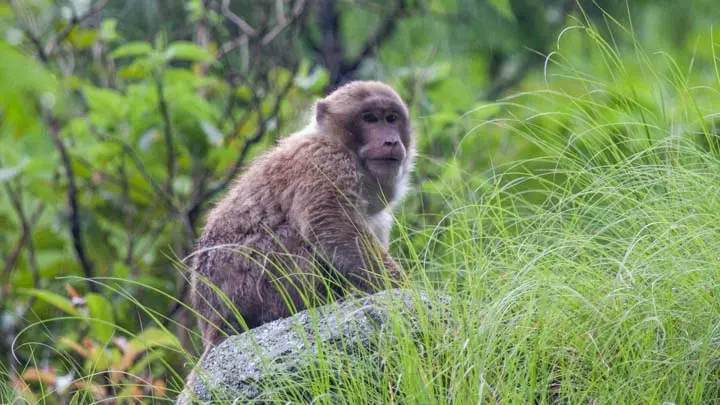 Assamese Macaque