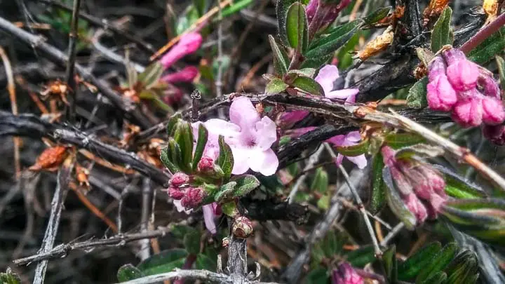 Honeysuckle
