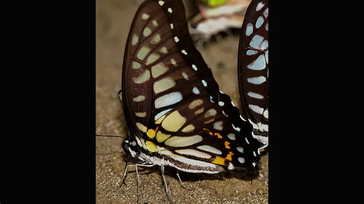 Veined Jay