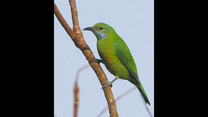 Orange Bellied Leafbird