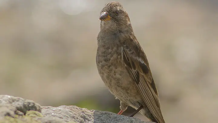 Plain Mountain Finch