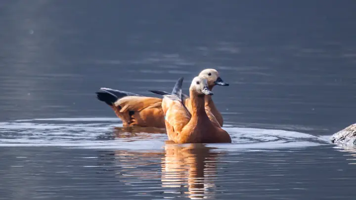 Ruddy Shelduck