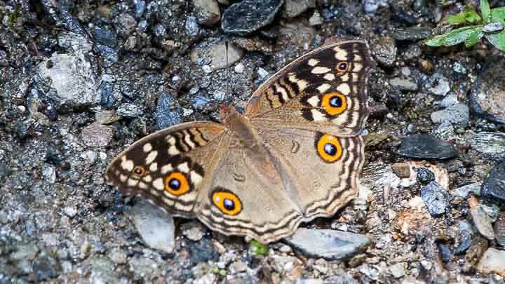 Lemon Pansy