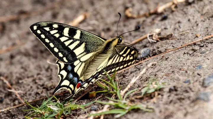 Common Yellow Swallowtail