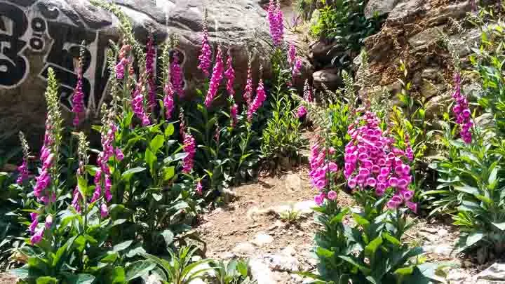 Common Foxglove