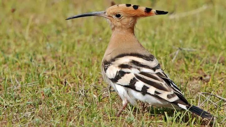 Hoopoe