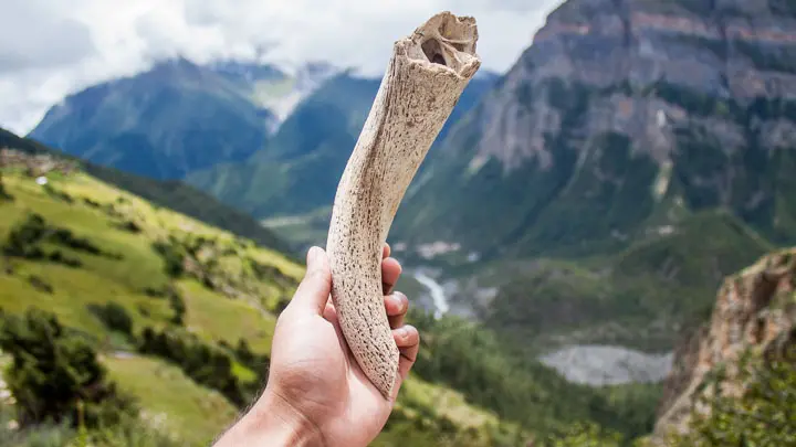 Yak Horns
