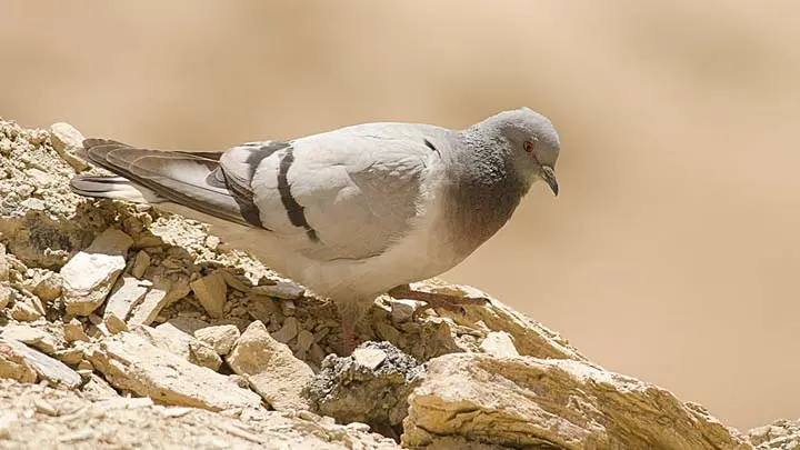 Hill Pigeon