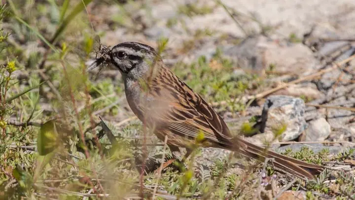 Rock Bunting