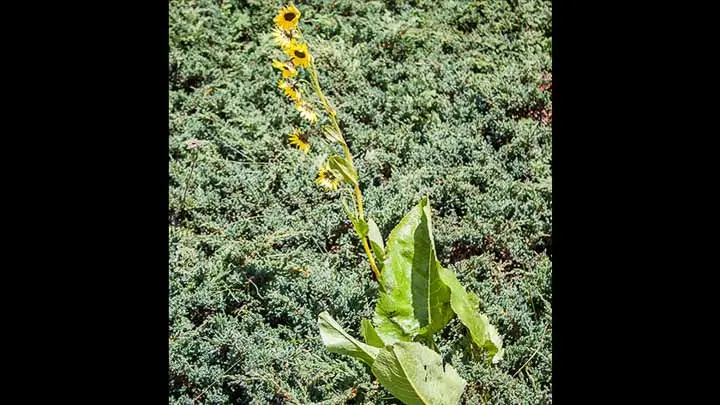 Himalayan Daisy