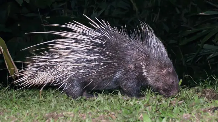 Himalaya Porcupine