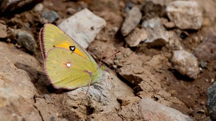 Common Lemon Emigrant