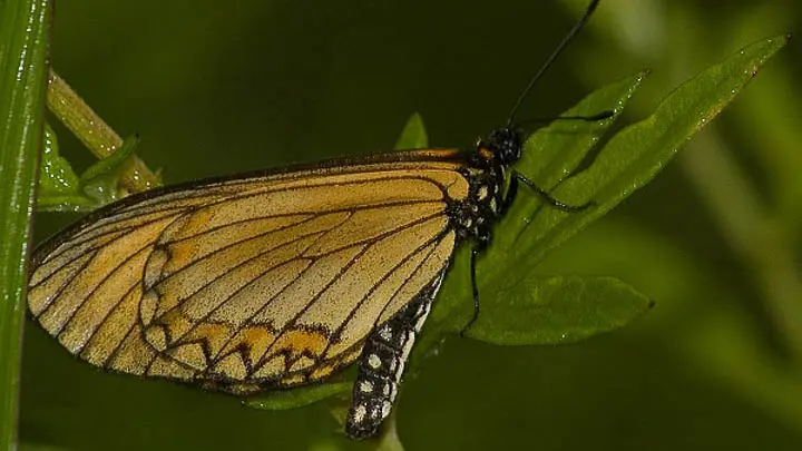Yellow Coster
