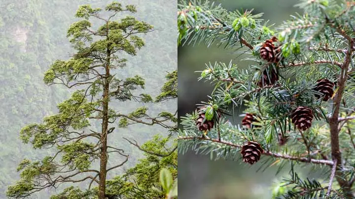 Himalayan Hemlock