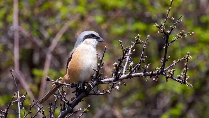 Grey Backed Shrike
