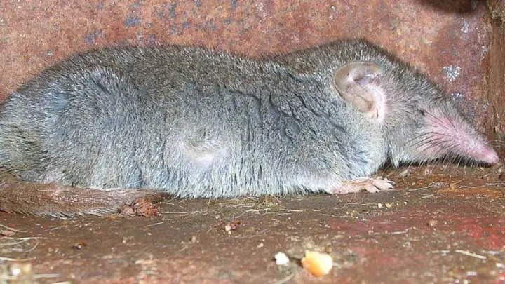 Ground Shrew