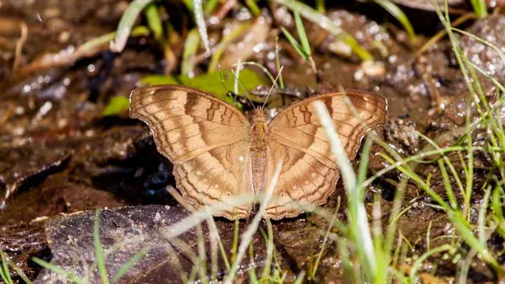 Chocolate Pansy