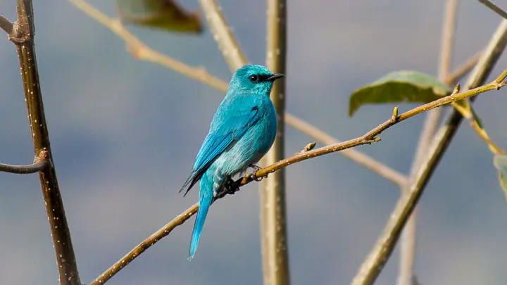 Verditer Flycatcher