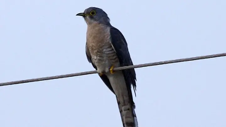 Large Hawk Cuckoo