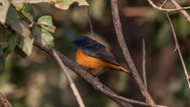 Blue Fronted Redstart