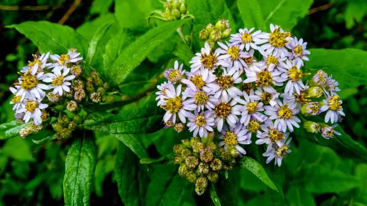Fading Himalayan Aster