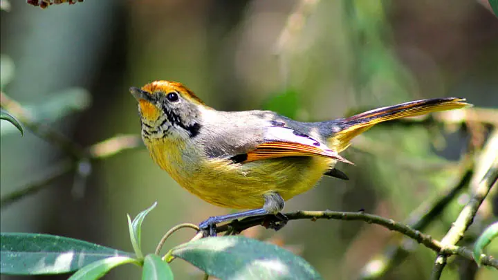 Chestnut Tailed Minla