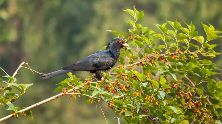 Asian Koel