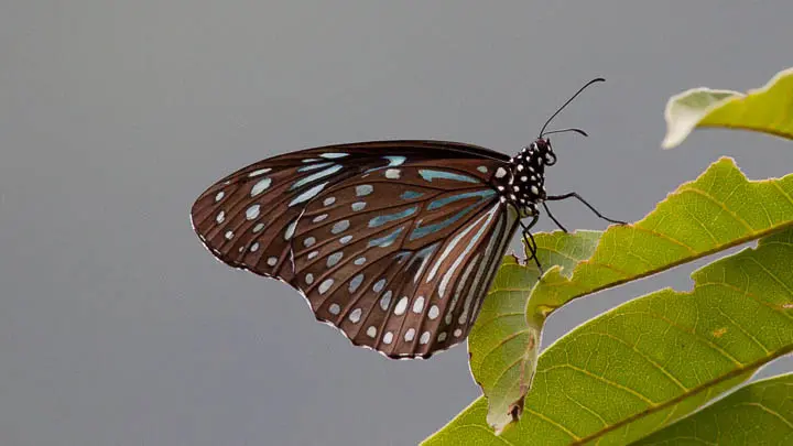 Dark Blue Tiger