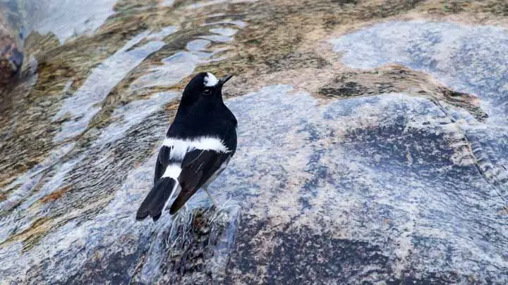 Little Forktail