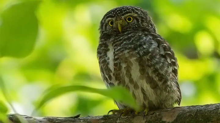 Collared Owlet