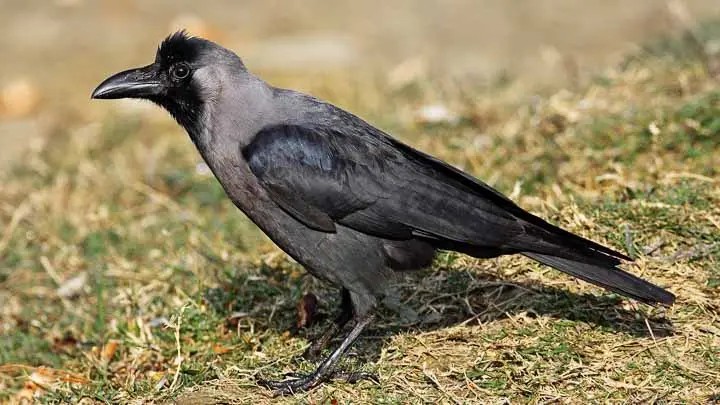 House Crow